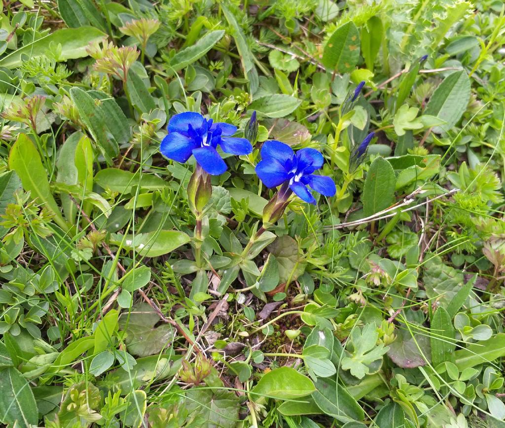 Quale Gentiana?  Gentiana verna